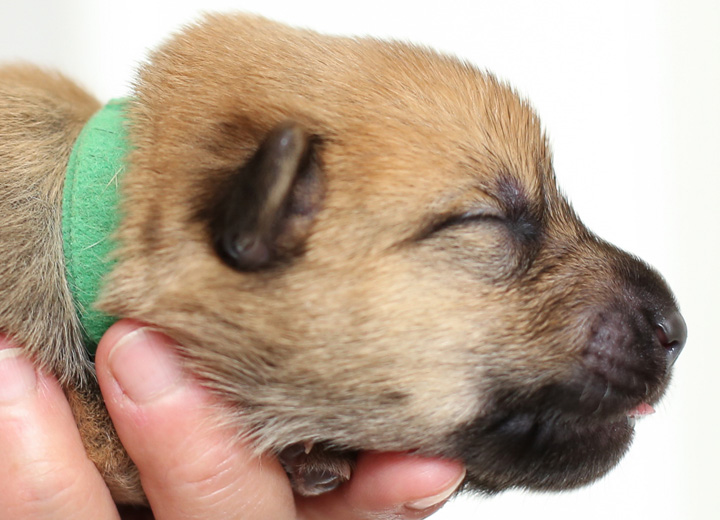 chinook puppy
